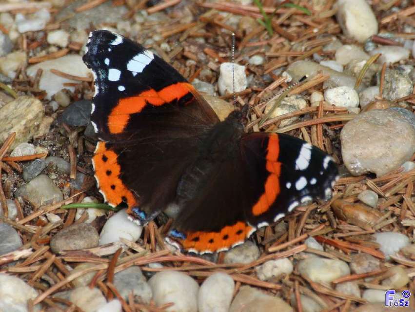 Vanessa atalanta - atalantalepke