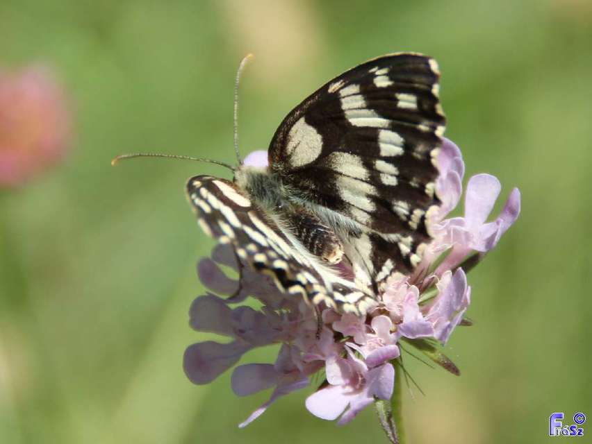 Melanargia galathea - sakktáblalepke