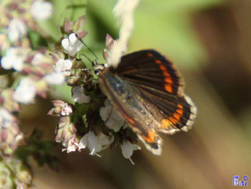 Aricia agestis - szerecsenboglárka