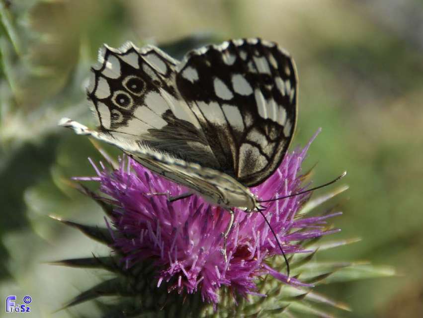 Melanargia