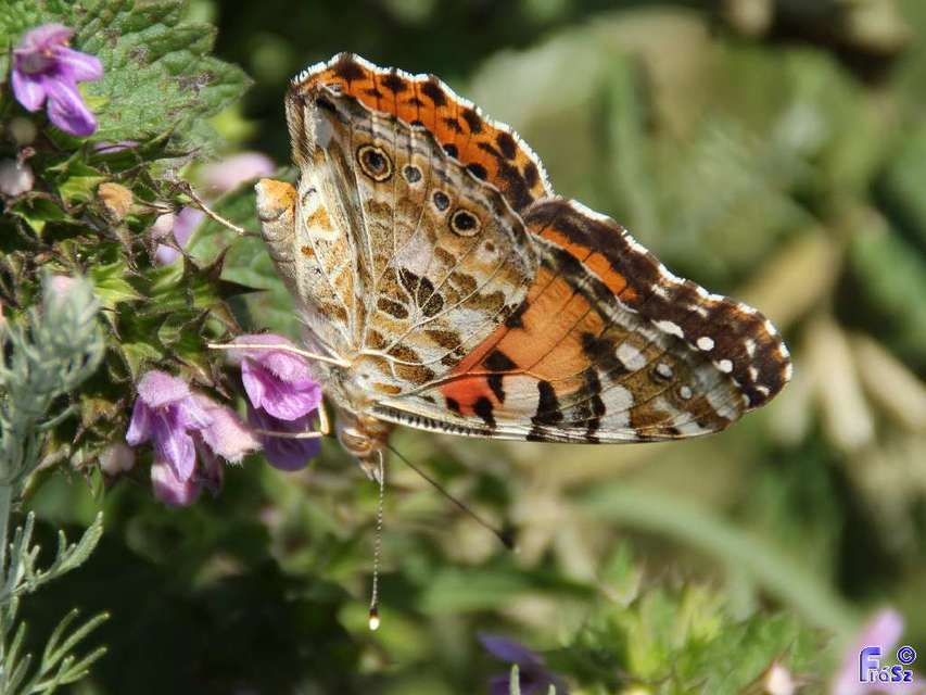 Vanessa cardui - bogáncslepke