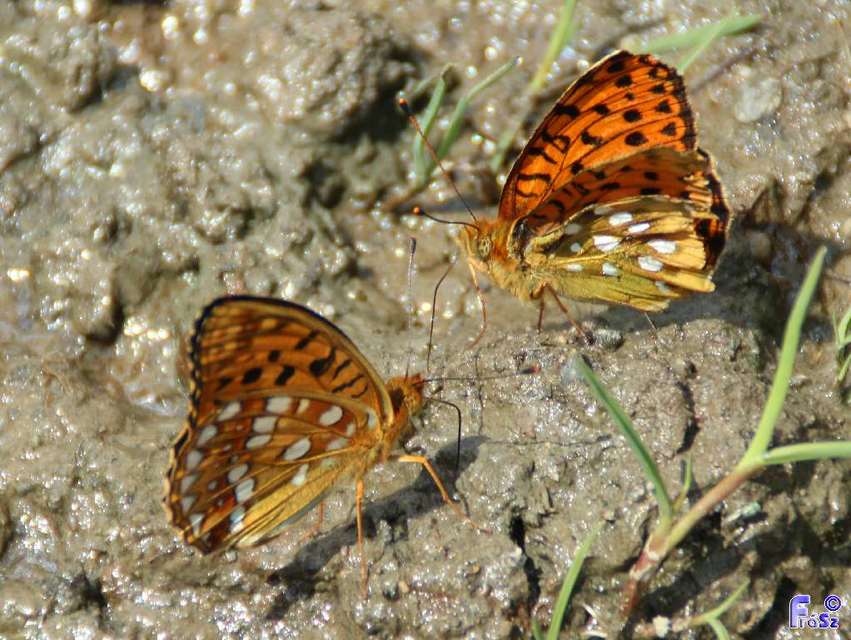 Argynnis adippe - ezüstös gyöngyházlepke