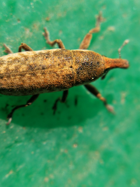 Lixus subtilis - disznóparéj-dudvabarkó