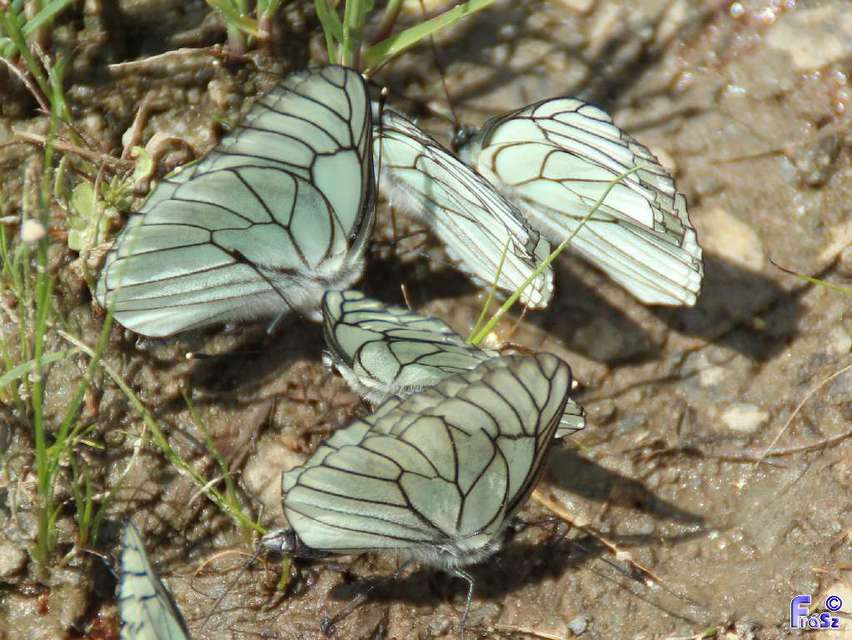 Aporia crataegi - galagonyalepke