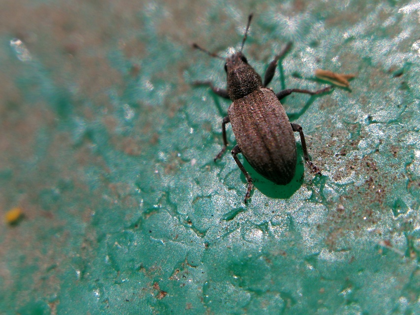 Sitona humeralis - lucerna-csipkézőbogár