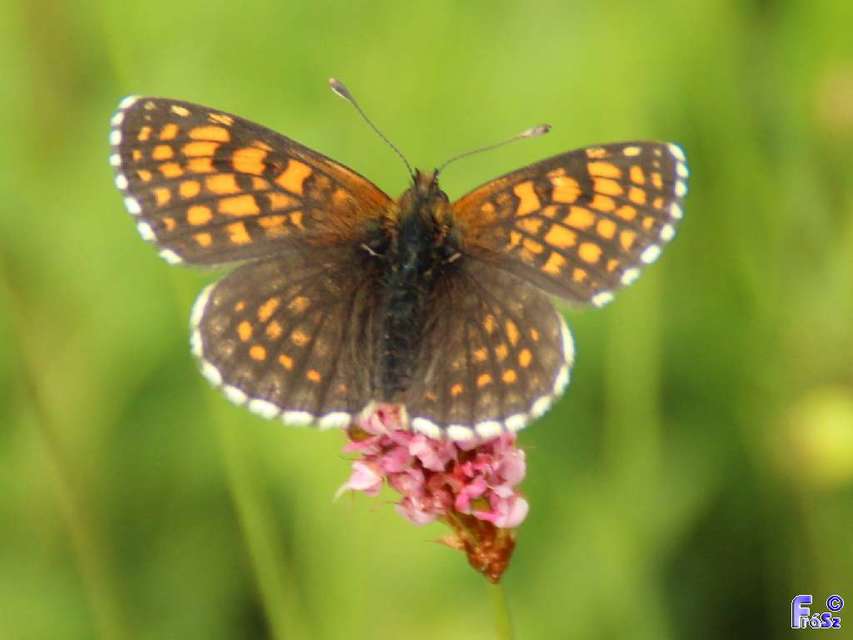 Melitaea athalia - közönséges tarkalepke