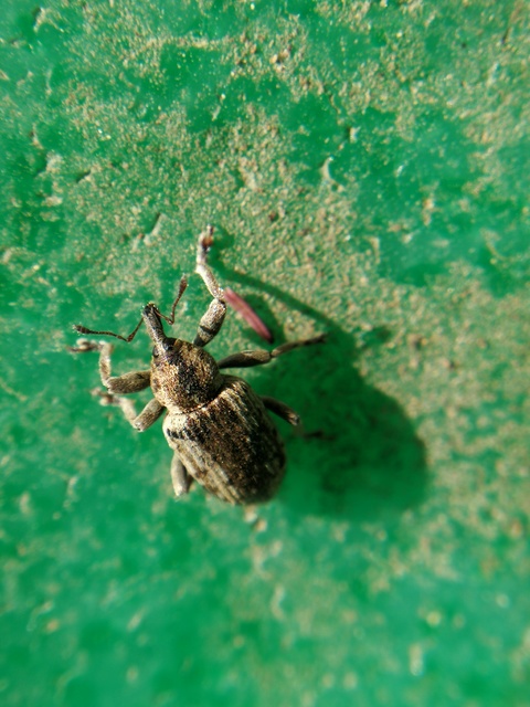 Hypera venusta - bíborhere-pikkelyesormányos