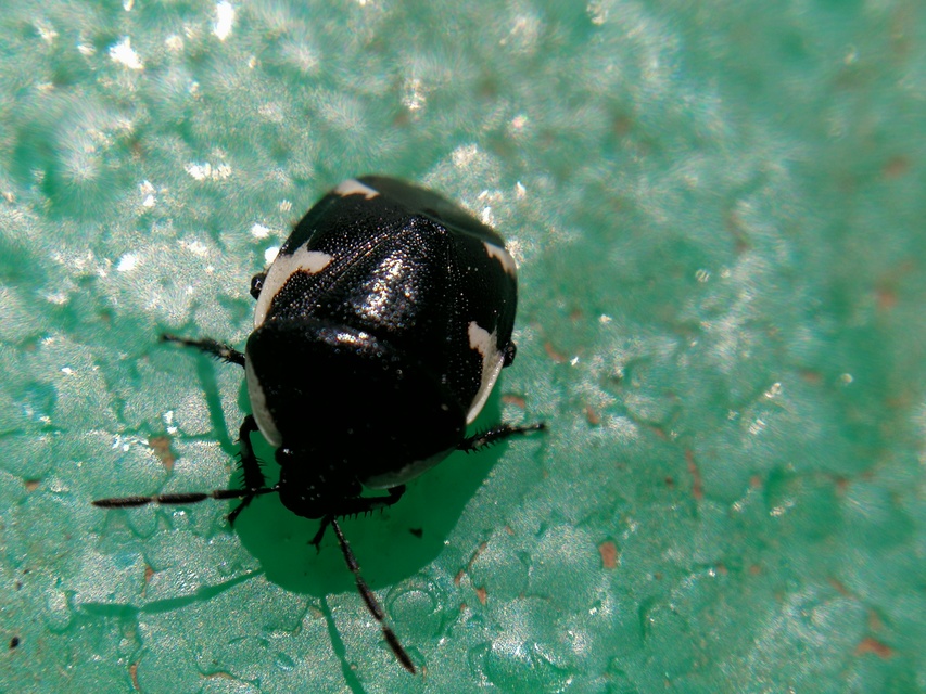 Tritomegas sexmaculatus - hatfoltos földipoloska