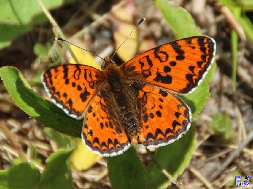 Melitaea didyma - tüzes tarkalepke