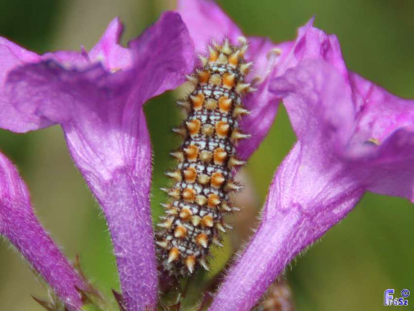 Melitaea didyma - tüzes tarkalepke