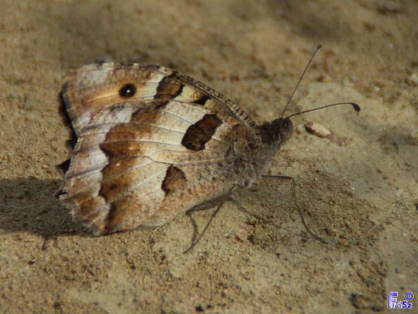 Chazara briseis - tarka szemeslepke