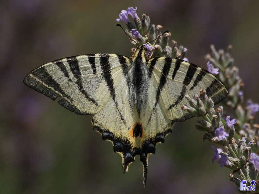 Iphiclides podalirius - kardoslepke