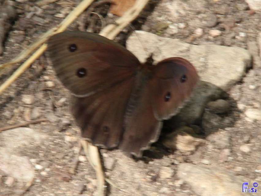 Minois dryas - fekete szemeslepke