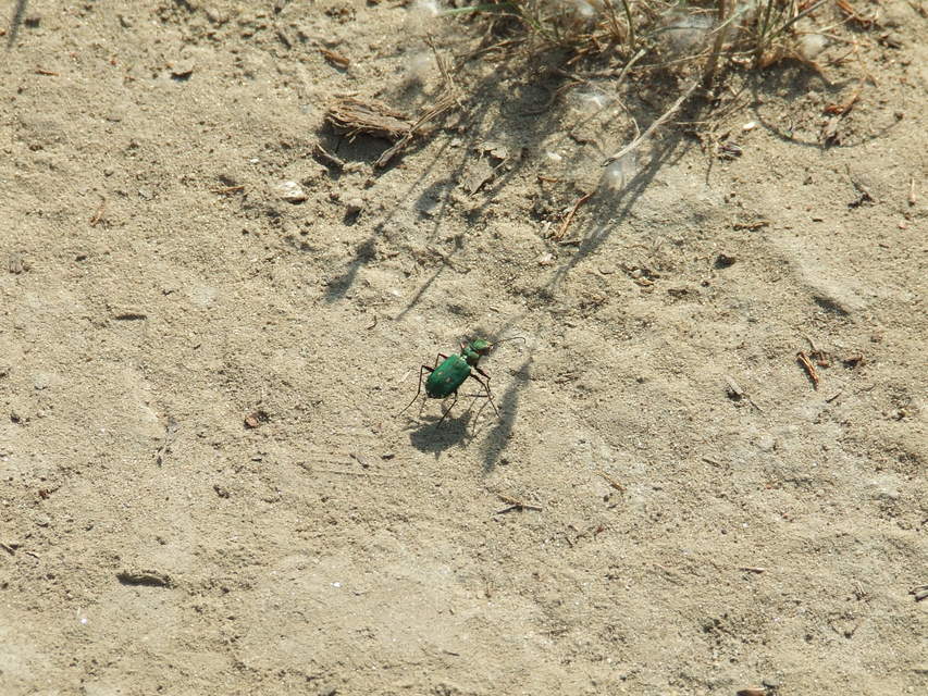 Cicindela campestris - mezei homokfutrinka