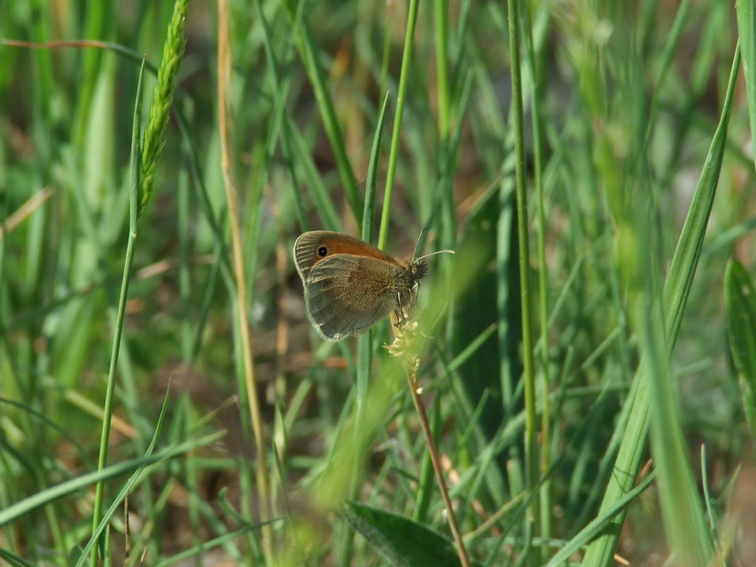 Coenonympha pamphilus - kis szénalepke