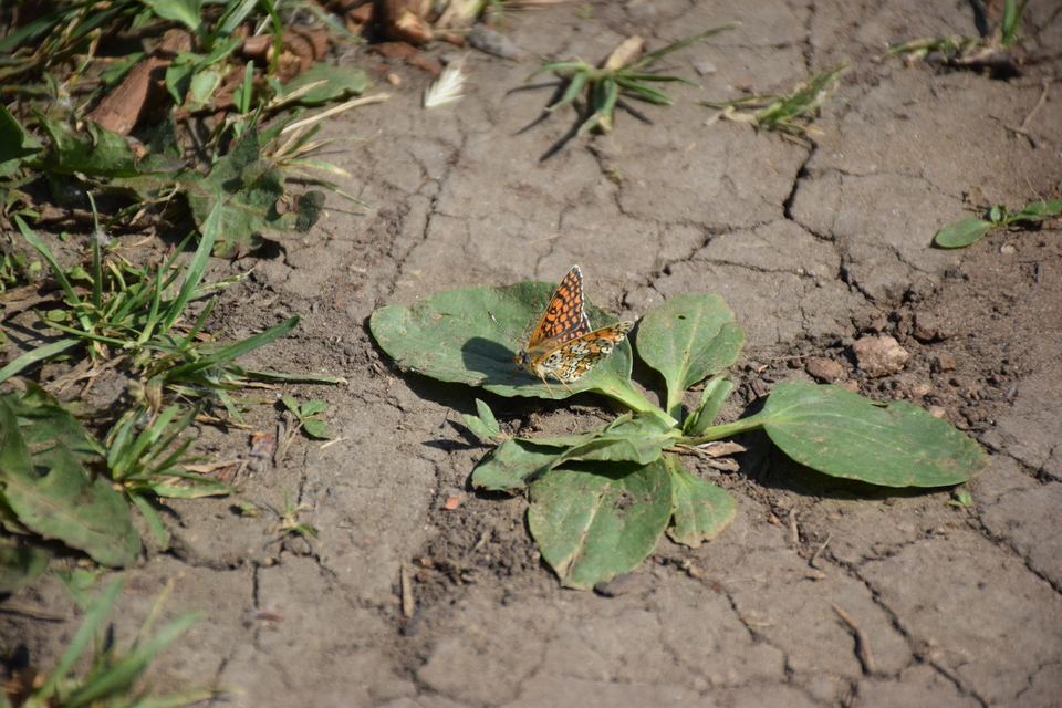 Melitaea cinxia - réti tarkalepke