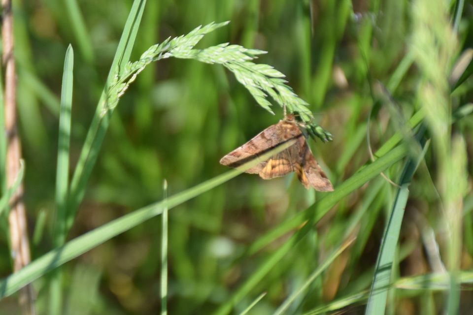 Euclidia glyphica - közönséges nappalibagoly