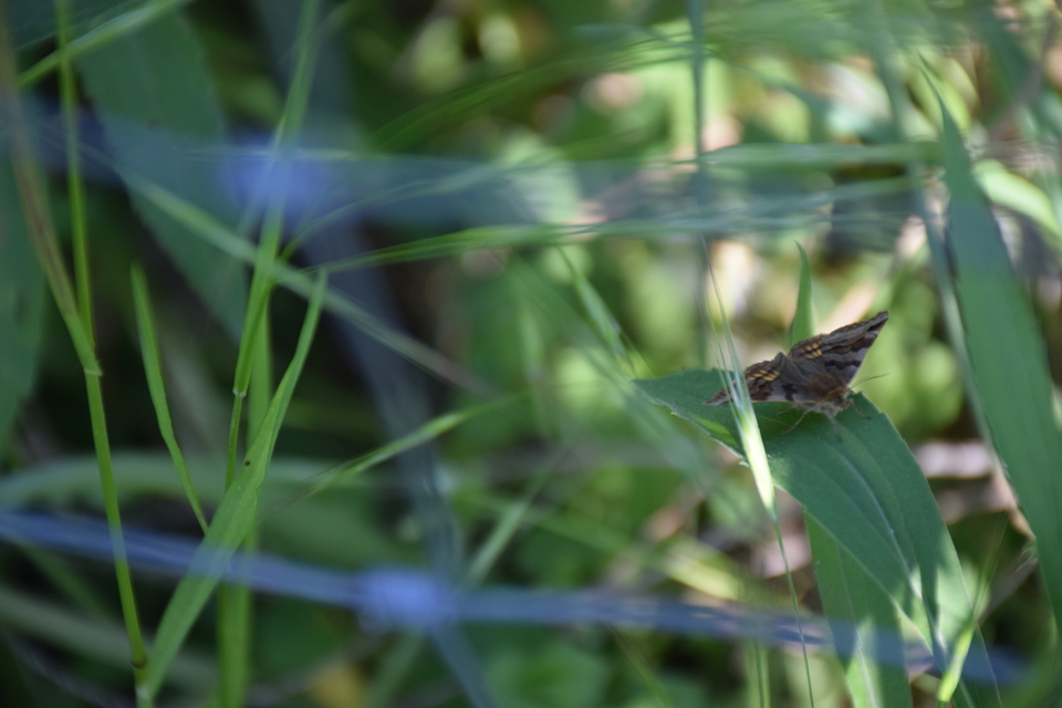 Euclidia glyphica - közönséges nappalibagoly