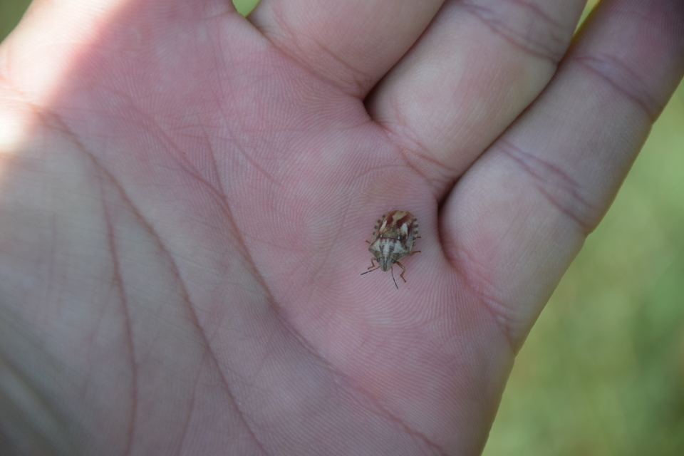 Eurygaster Eurygaster