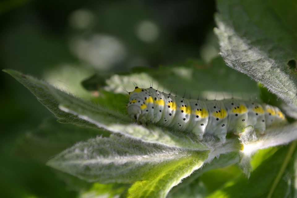 Diloba caeruleocephala - őszi kékesbagoly