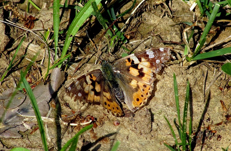 Vanessa cardui - bogáncslepke