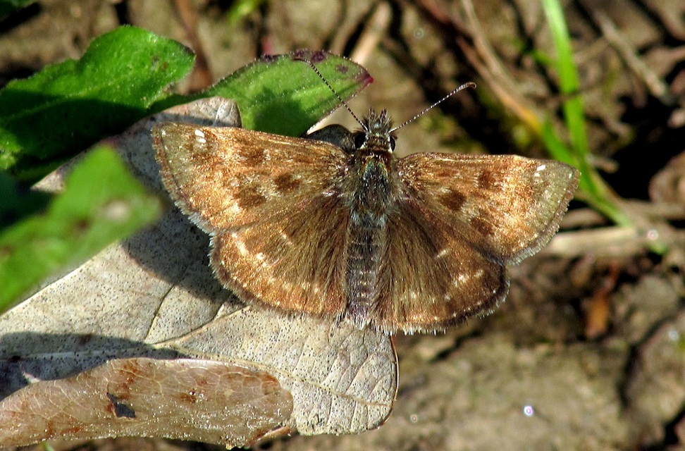 Erynnis tages - cigánylepke