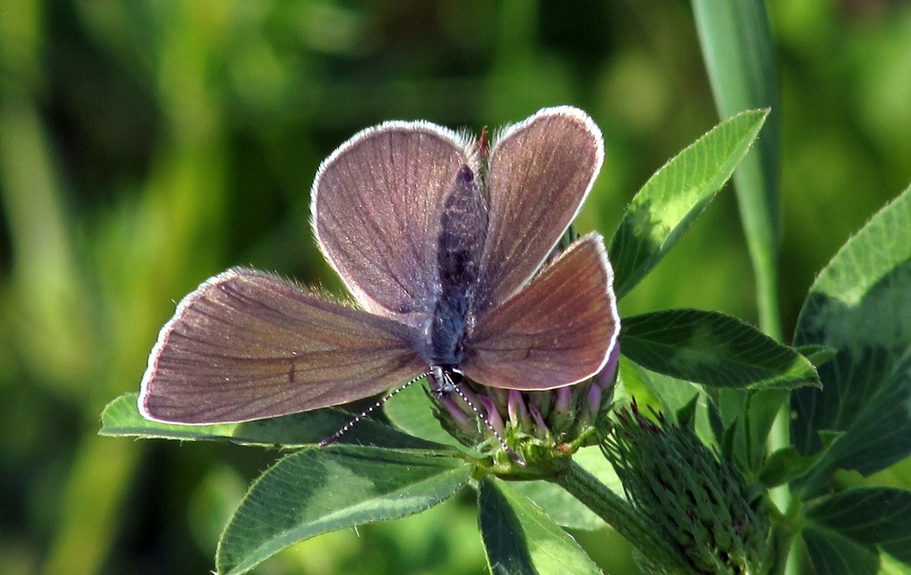 Cyaniris semiargus - aprószemes boglárka