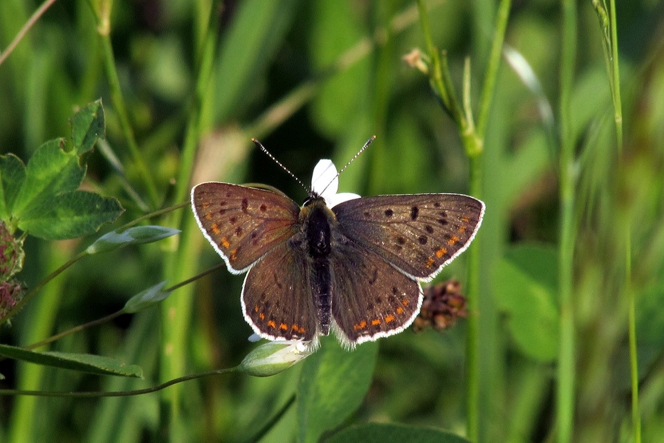 Lycaena tityrus - barna tűzlepke