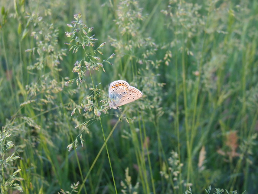 Polyommatus icarus - közönséges boglárka