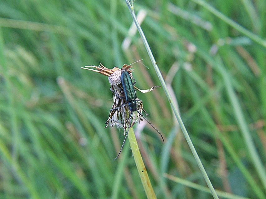 Agapanthia violacea - kék somkórócincér