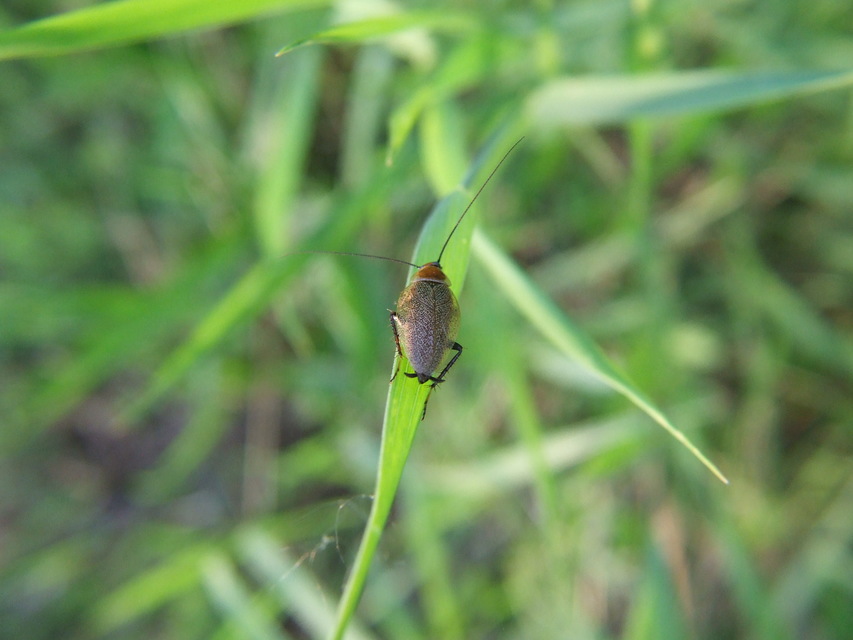 Ectobius erythronotus - sárgatorú erdeicsótány