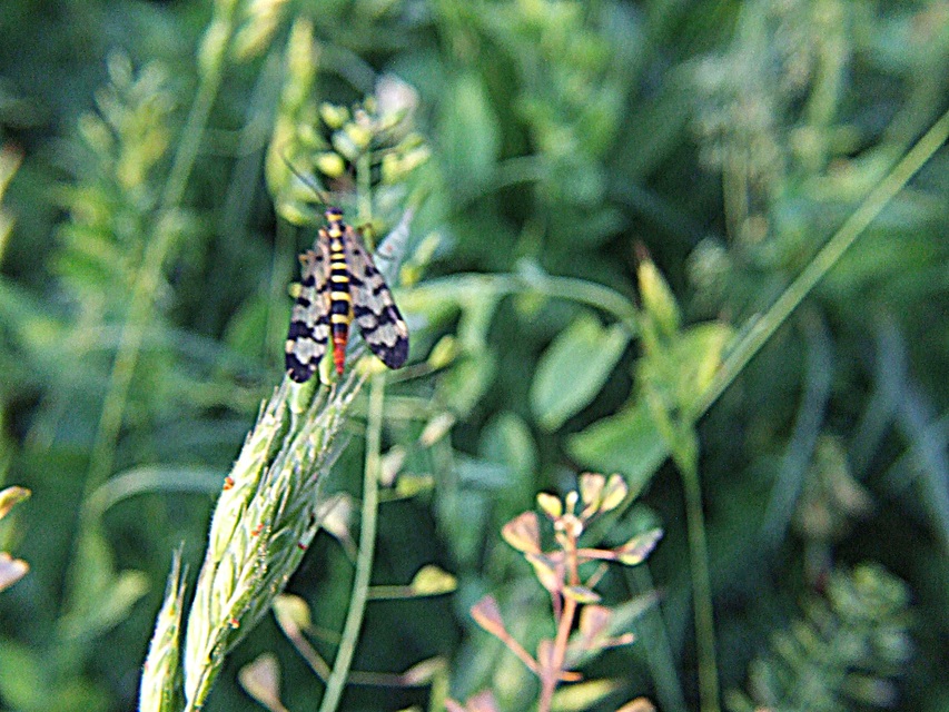 Panorpa vulgaris