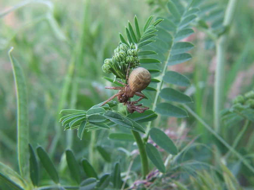 Xysticus