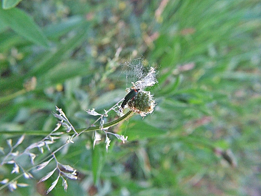 Malachius bipustulatus - kétfoltos bibircsesbogár