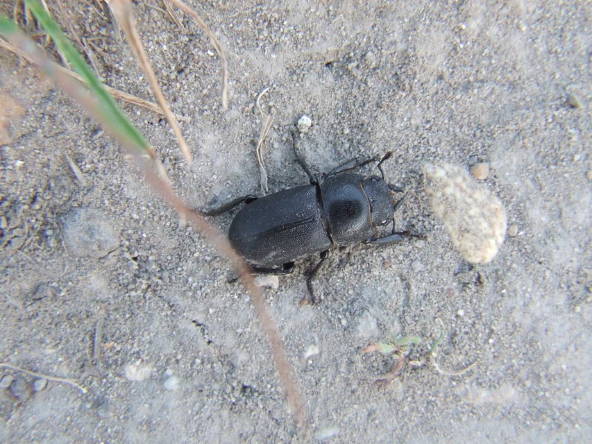 Dorcus parallelipipedus - kis szarvasbogár