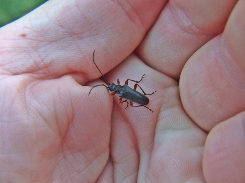 Cortodera villosa - bozontos cserjecincér