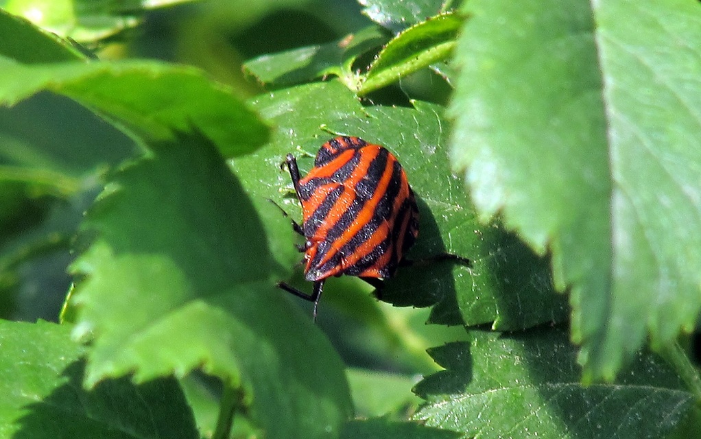 Graphosoma italicum - csíkos pajzsospoloska