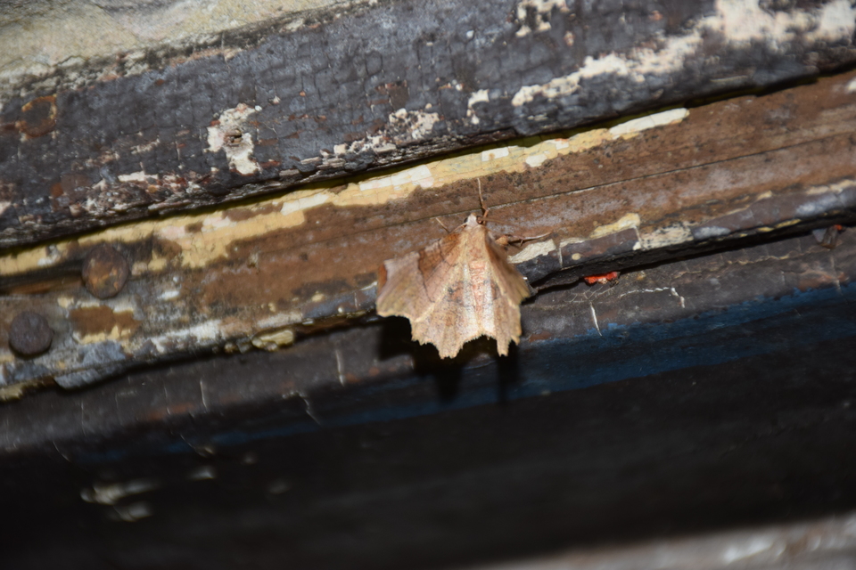 Selenia lunularia - egyfoltos holdasaraszoló