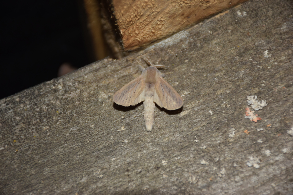 Phragmataecia castaneae - nádfúrólepke