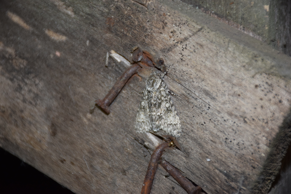 Acronicta megacephala - nagyfejű szigonyosbagoly