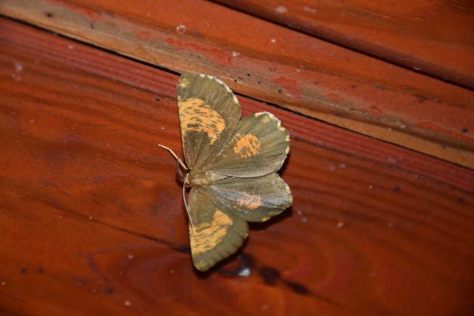 Angerona prunaria - sárga kökényaraszoló