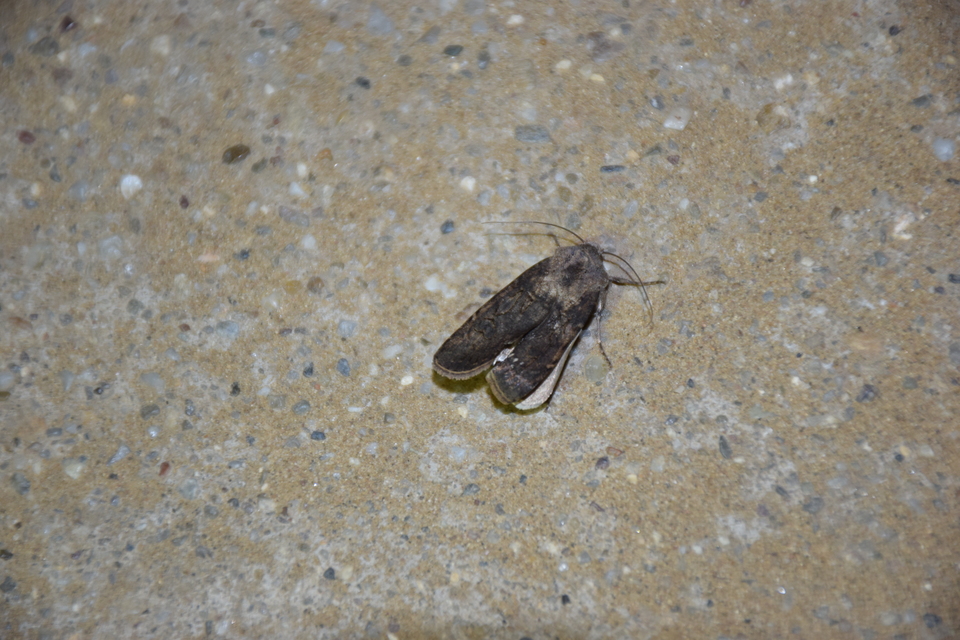 Agrotis segetum - vetési földibagoly