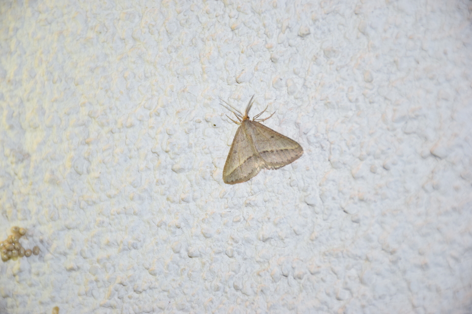 Tephrina arenacearia - lucerna-araszoló