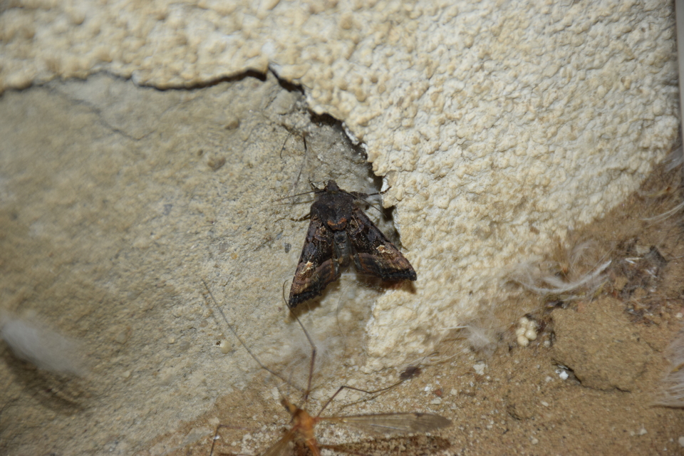 Euplexia lucipara - szeder-csipkésbagoly