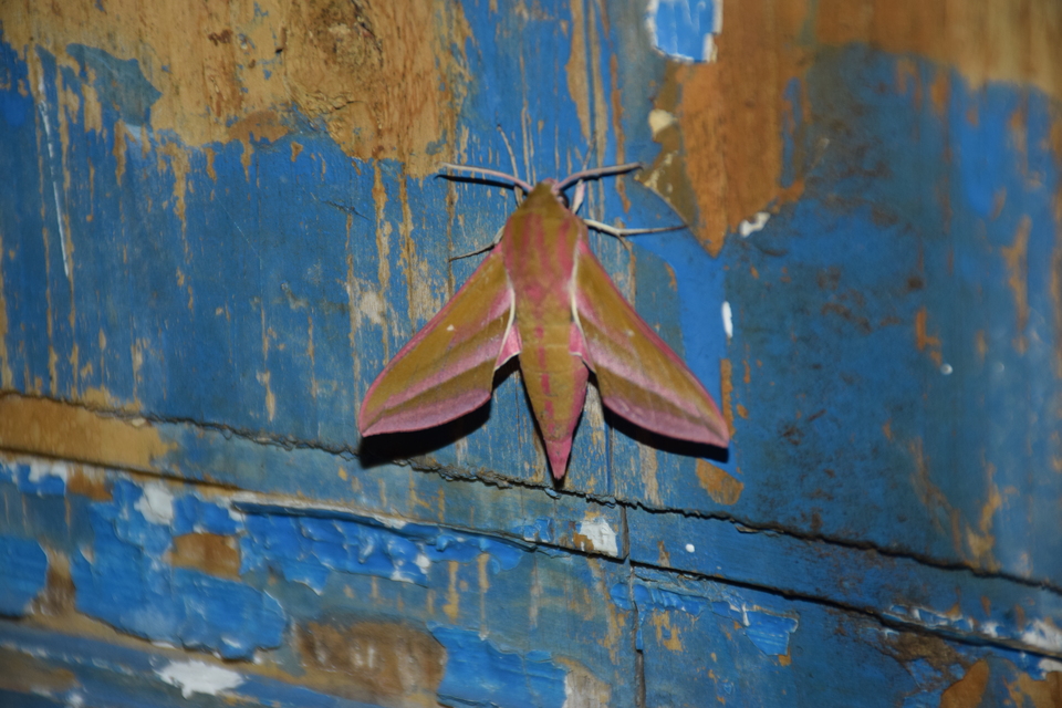 Deilephila elpenor - szőlőszender