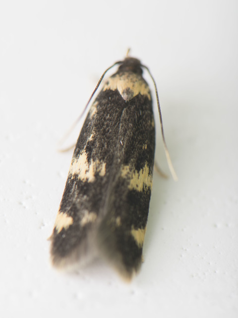 Oegoconia