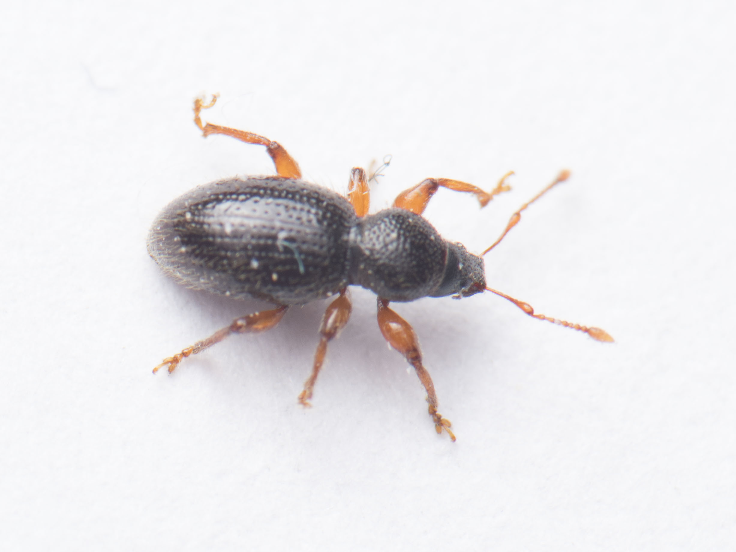 Exomias pellucidus - nagy mohaormányos