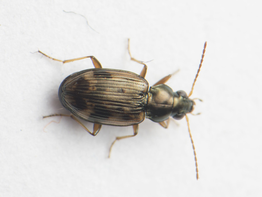 Bembidion semipunctatum - címeres gyorsfutó