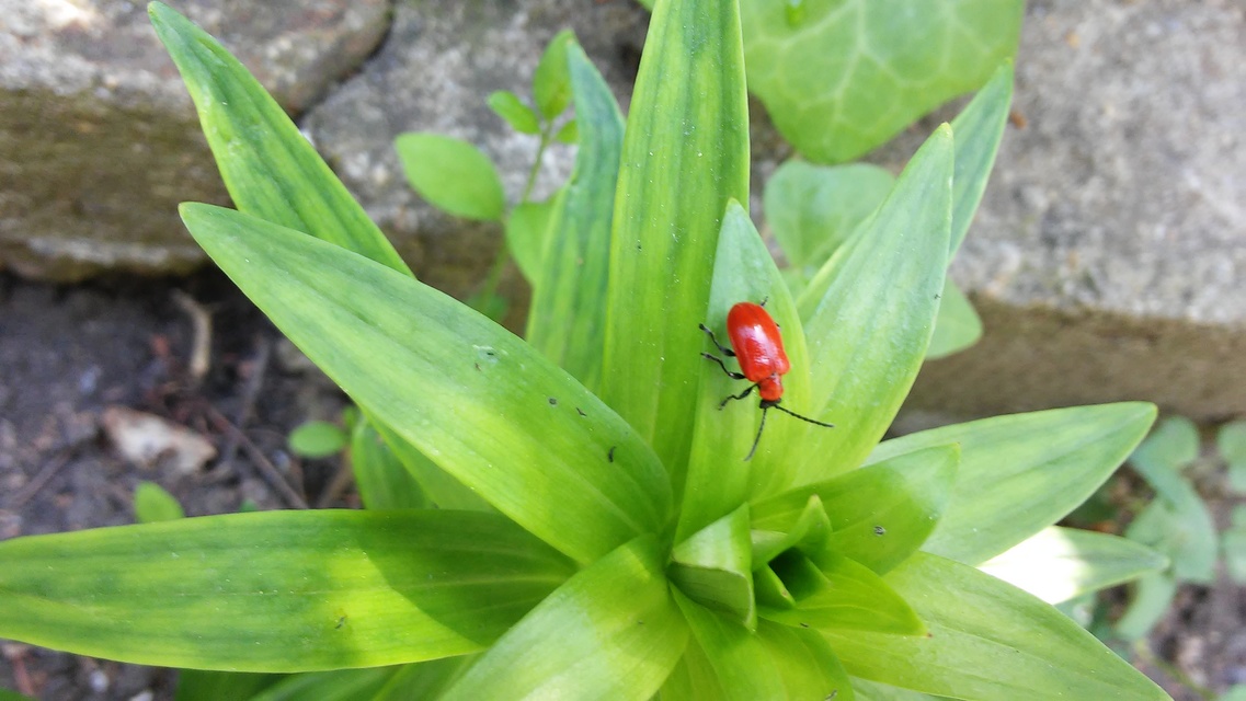 Lilioceris lilii - közönséges liliombogár Lilioceris lilii - közönséges liliombogár
