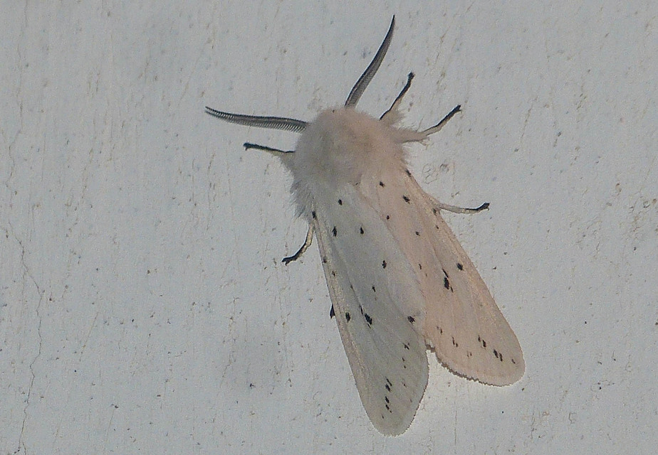 Spilosoma lubricipedum - tejszínű medvelepke